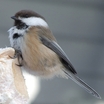 Chickadees and Allies